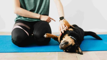 Pós-Graduação em Intervenções Assistidas por Animais – Cães